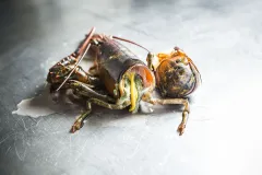 Hamarratz bogavante