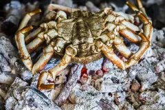 Hamarratz centollo brasas