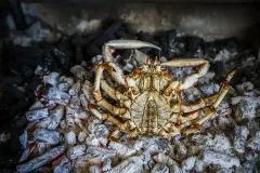 Hamarratz centollo brasas