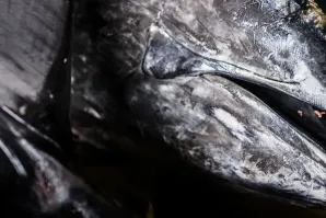 Arahy atún cabeza cola