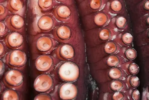 Pulpo
