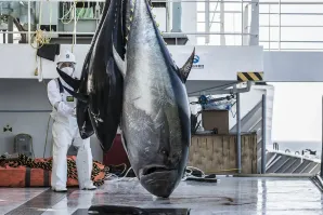 Almadraba Barbate barco congelador atún