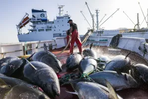 Almadraba atún barco-congelador