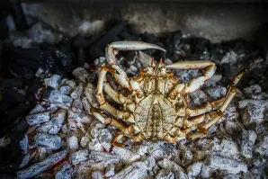 Hamarratz centollo brasas