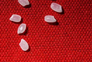 Arroz Kiwami Vietnam